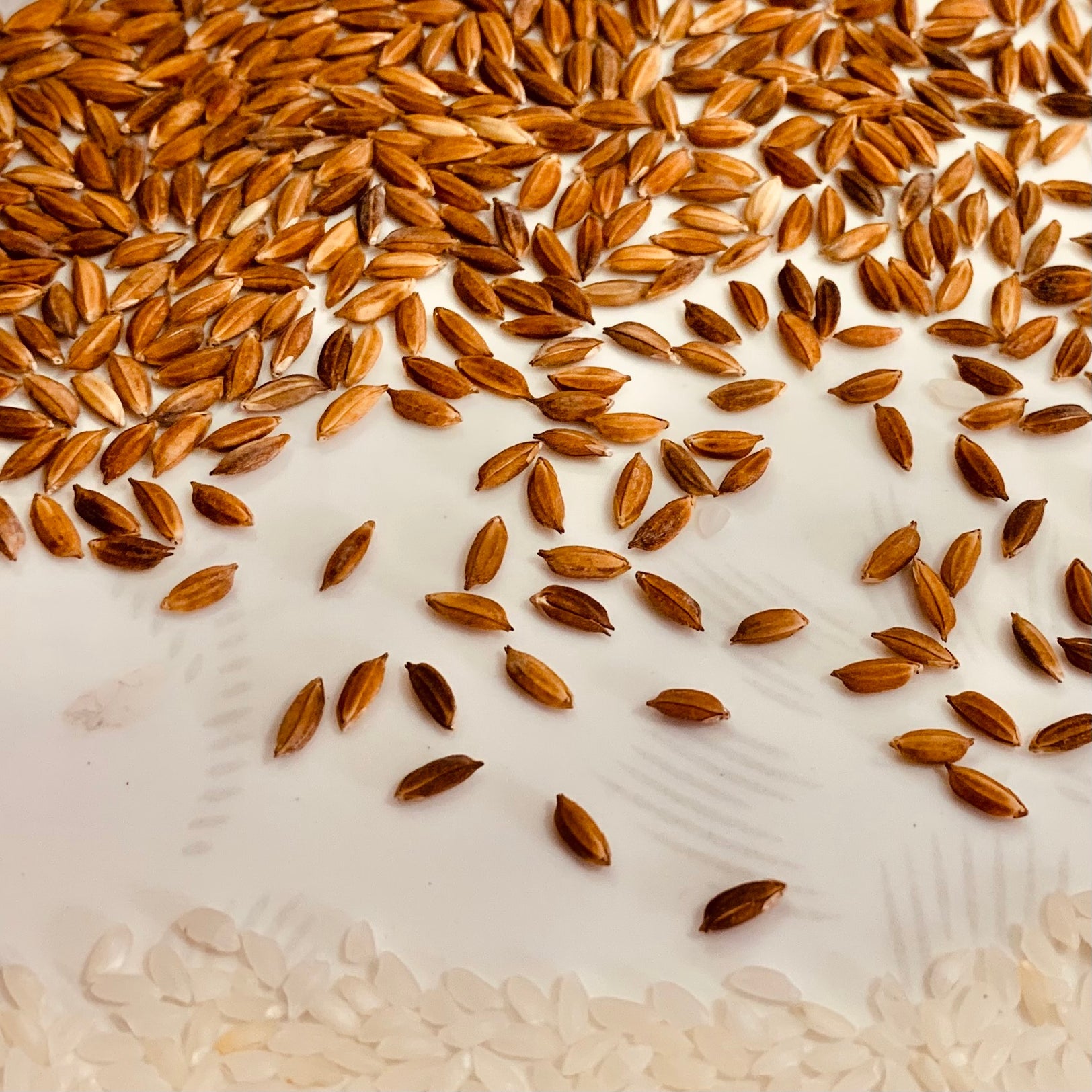 Pearla Rice Tiny Pearl Rice-Chitti Muthyalu – Vintage Farmers