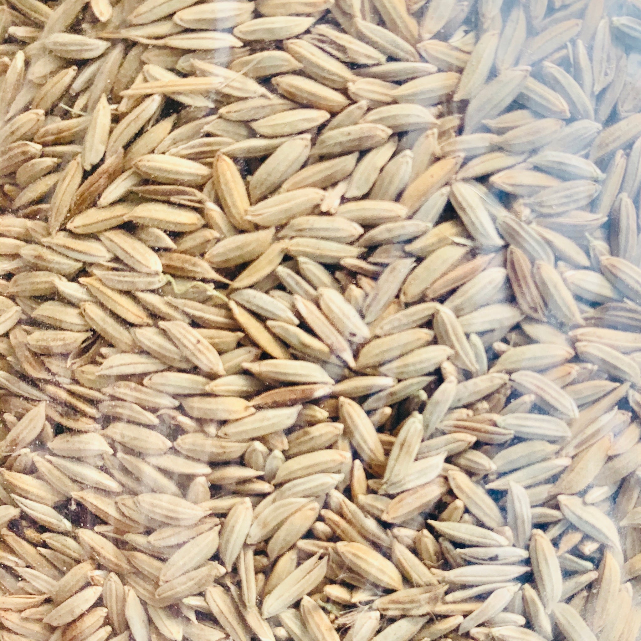 black rice seeds for planting Black Paddy Seeds-BPT2841-1 Kg Packs – Vintage Farmers