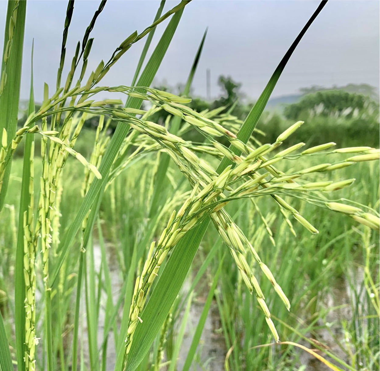 Pusa Basmati 1509 Paddy Seeds – Vintage Farmers
