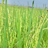 Red Paddy Seeds-Navara