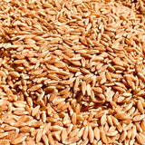 Khapli Wheat - Ancient Emmer Grains for Home Use