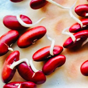 rajma seeds plant Native RajmaSeeds-Laal Lobia-For Cultivation