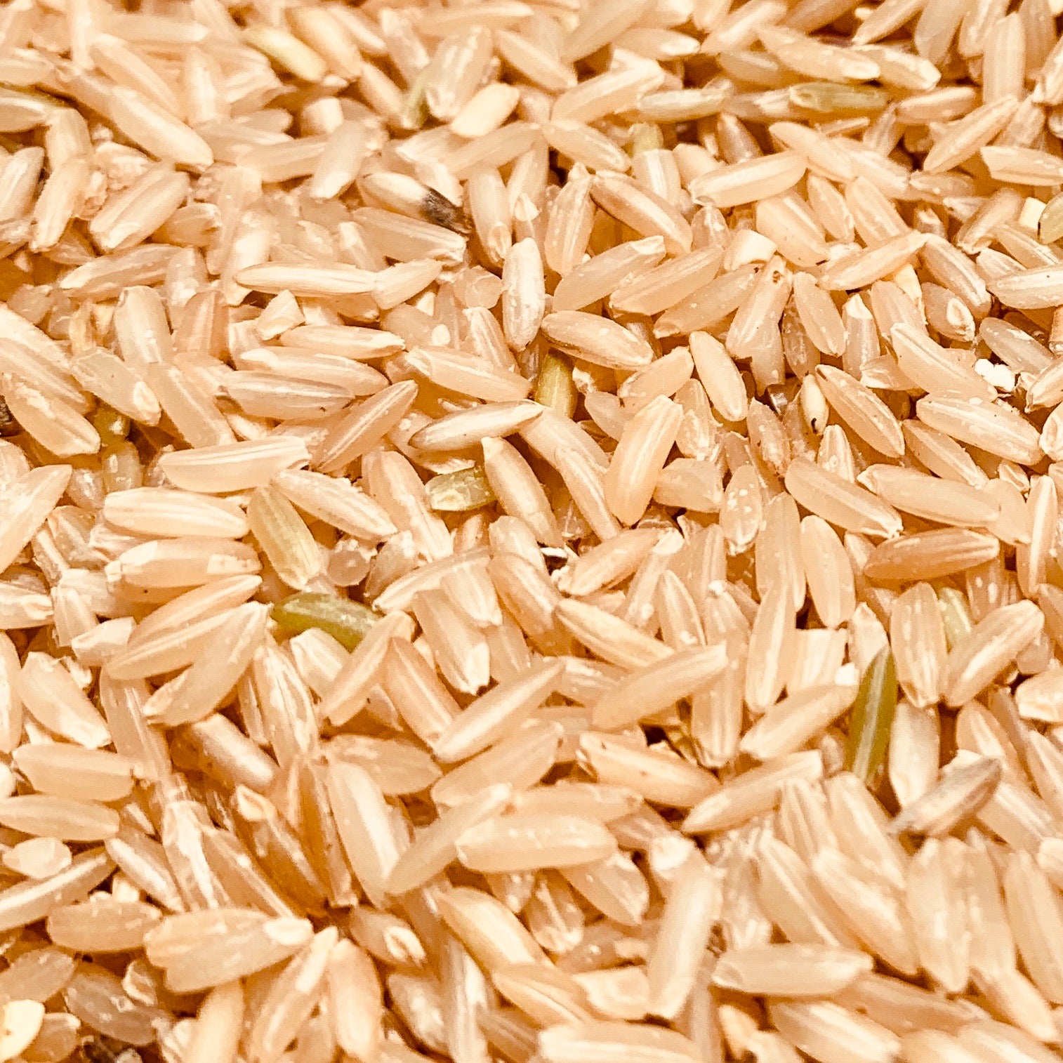 brown rice seeds for planting BPT 5204-Samba-Sona-Brown Paddy Seeds – Vintage Farmers