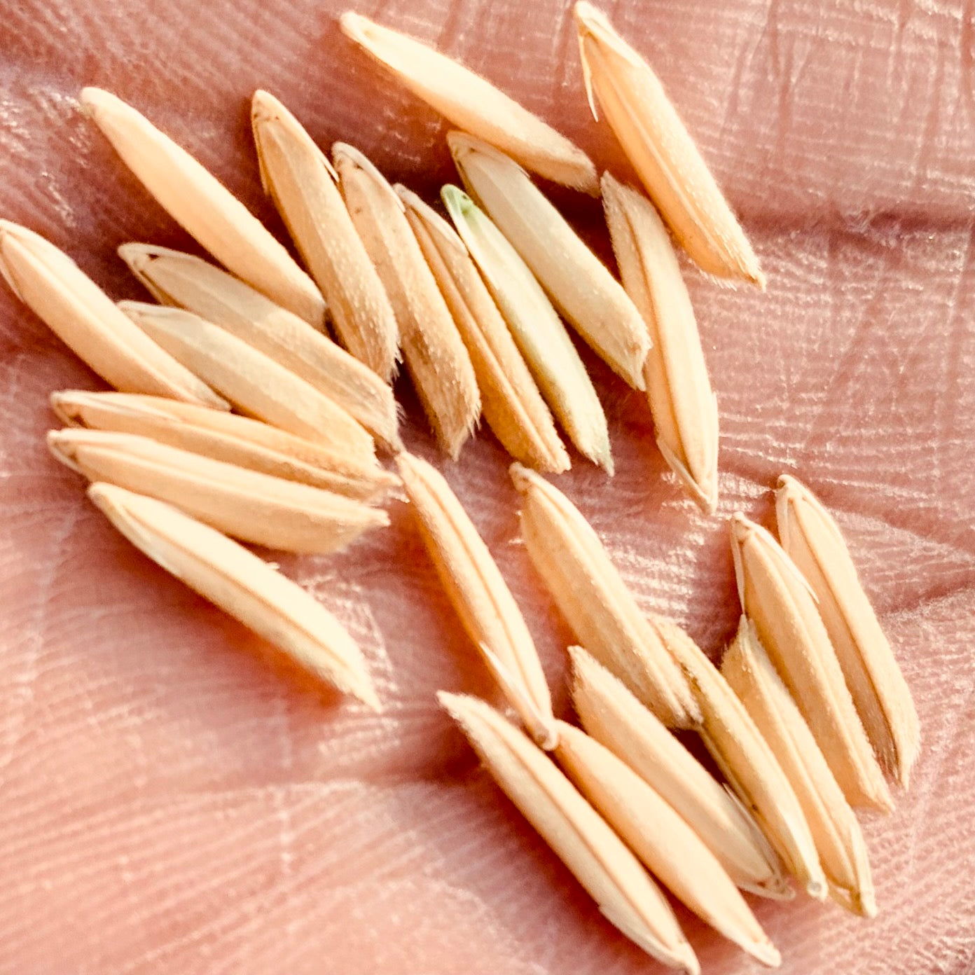 basmati rice seeds for planting Pusa Basmati 1509 Paddy Seeds – Vintage Farmers