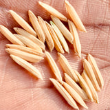Basmati Paddy Seeds-Pusa-1509 Variety