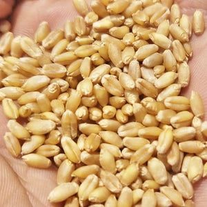 Natural Sharbati Wheat