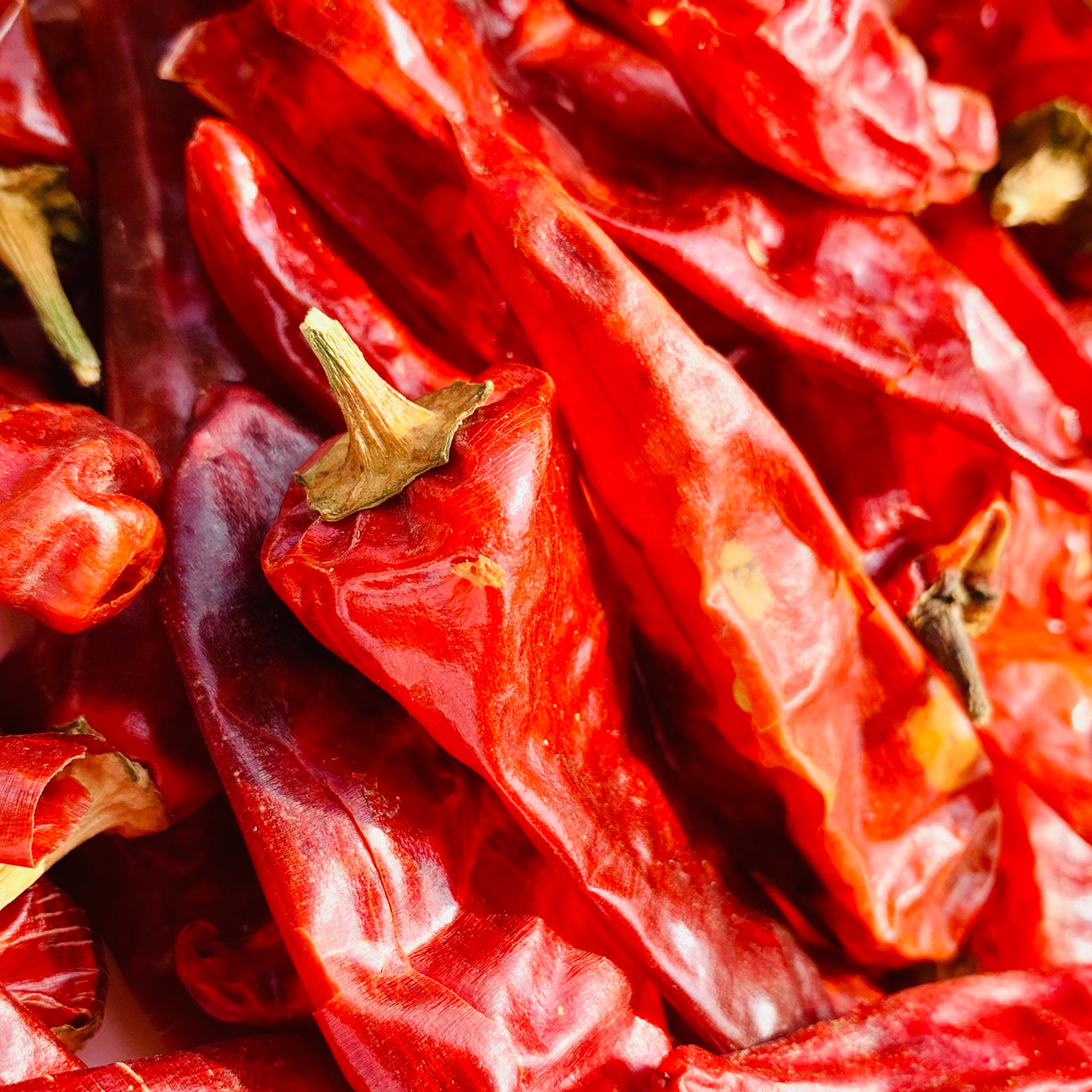 Indian Red Chilli