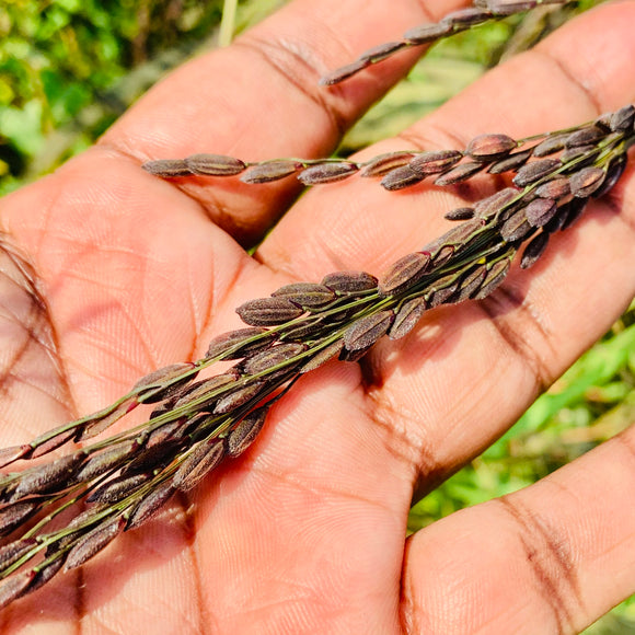 black rice seeds for planting Kaala Battu Black Paddy Seeds – Vintage Farmers