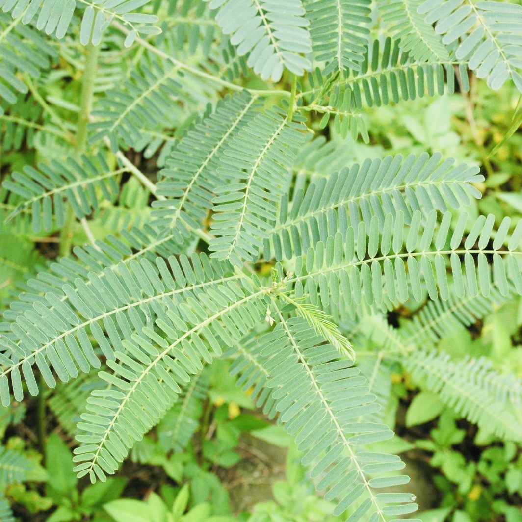 Shevari Sesbania Seeds-Jeeluga Vithanalu-Dhaincha Beej – Vintage Farmers