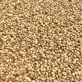 Kothambari Paddy-Coriander Paddy Seeds