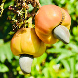 Pot Roasted Kaju-Cashew Nuts With Skin-250 Grams Packs