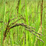 Burma Desi Black Basmati Paddy Seeds