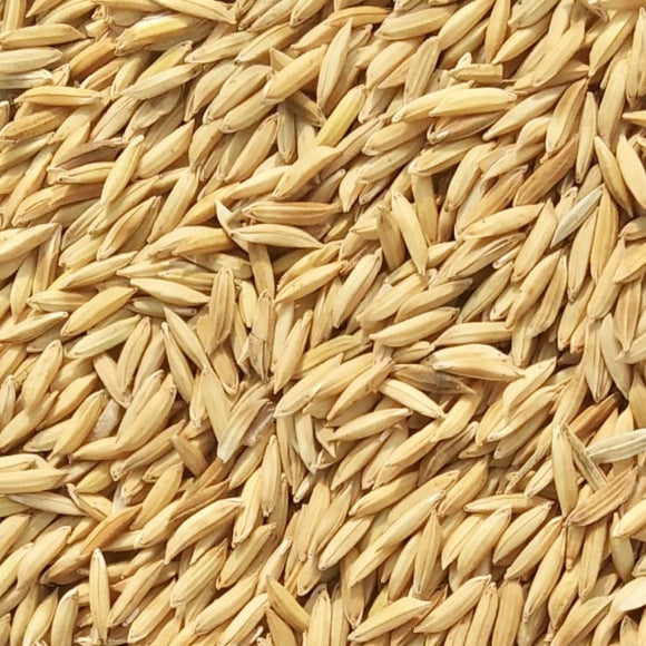Dudheshwar Paddy Seed-For Cultivation