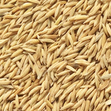 Dudheshwar Paddy Seed-For Cultivation