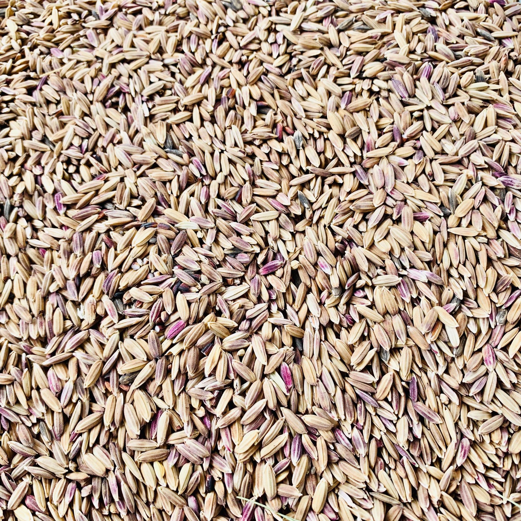 Pink Rice-Manipuri Rice-Chakhao Pink Rice 1 Kg Packs – Vintage Farmers