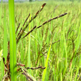 Burma Desi Black Basmati Paddy Seeds