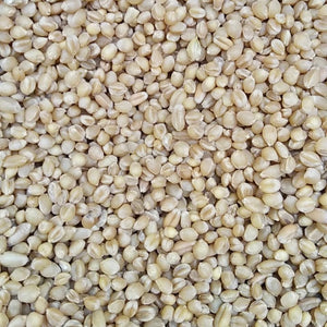 Desi Paigambri wheat Seeds-Cultivation