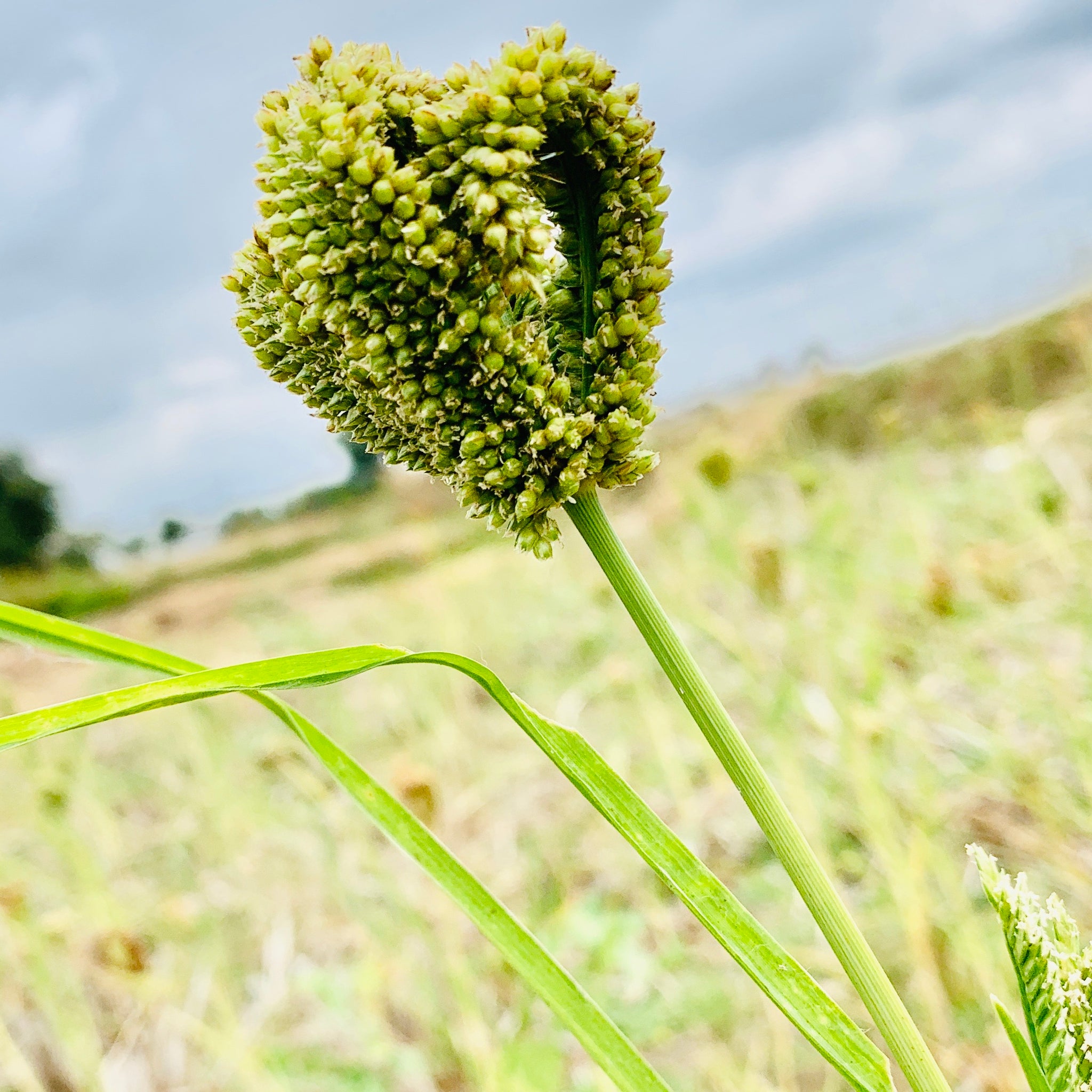 seed ragi plant Ragi Vithanalu-Finger Millet Seeds – Vintage Farmers