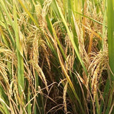 MTU-1262 Marteru Paddy Seeds-Andhra Pradesh