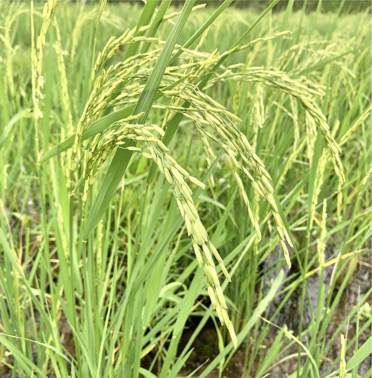 basmati rice seeds for planting Pusa Basmati 1509 Paddy Seeds – Vintage Farmers