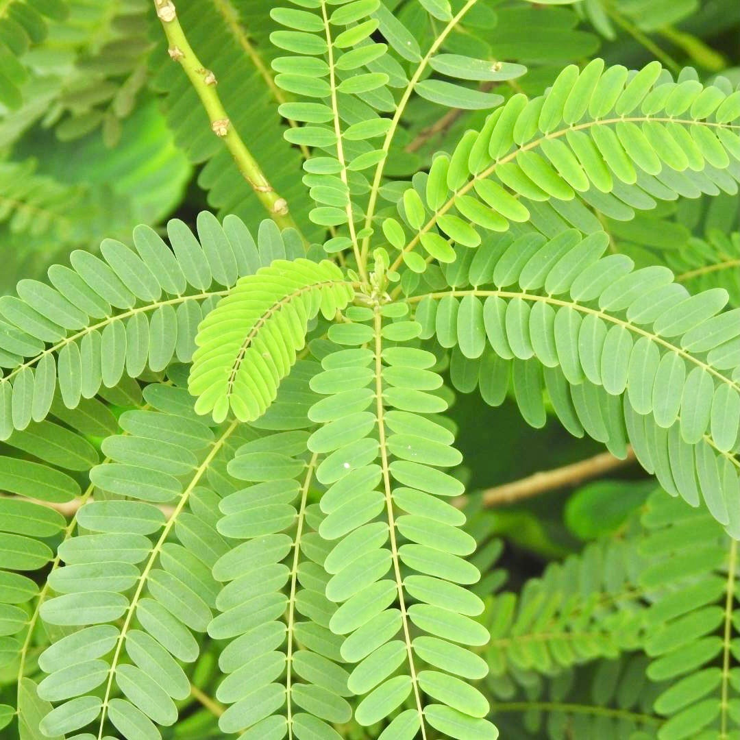 Shevari Tree Sesbania Seeds-Jeeluga Vithanalu-Dhaincha Beej – Vintage Farmers