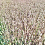 Organic Desi Wheat-Paigambri wheat