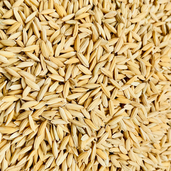 Brown Rice Paddy Seeds