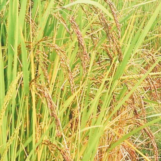 Pink Rice-Manipuri Rice-Chakhao Pink Rice 1 Kg Packs – Vintage Farmers