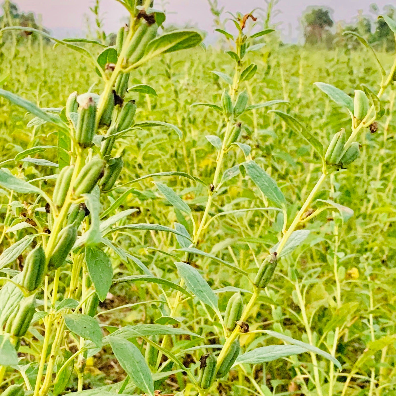 Natural Sesame Seeds For Cultivation – Vintage Farmers