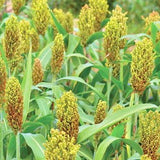 Green Sorghum Seeds For Cultivation-Jowar-Pacha Jonnalu