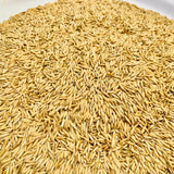 Kujipatalia Paddy Seed-For Cultivation