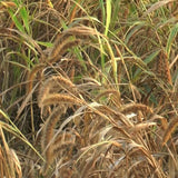 Nirvapate Agro PVT LTD Millet Seeds Foxtail Millet Rice (Korralu / Navane / Kakum / Korra / Tenai): 1 Kg