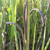 Nirvapate Agro PVT LTD Millet Seeds Kodo Millet Rice(Haraka / Kodon / Arikelu / Varagu / Arka / Haarka): 1 Kg