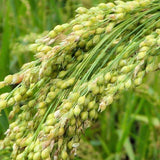 Nirvapate Millet Seeds Browntop Millets Crop Seeds 1Kg - Truthfully Labelled